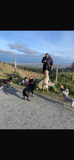 Hannah's Dog Walking Services + listing image