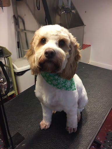 Happy Hound Pet Grooming listing image