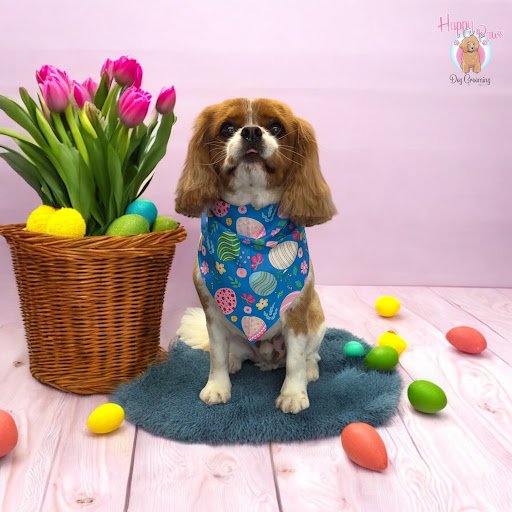 Happy Paws Dog Grooming Carlow listing image