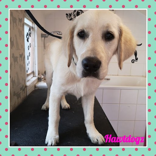 Hawt Dogz Dog Grooming listing image