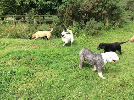 Heather's Top Dog Boarding Waterford. listing image