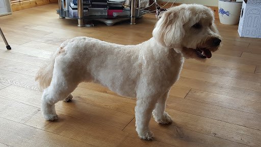 Hollies Dog Grooming Parlour listing image