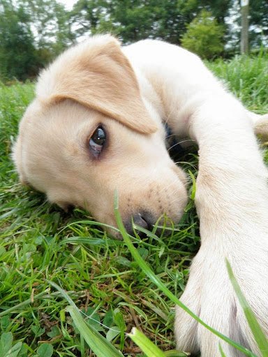 Hollybarn Dog Training Dublin listing image