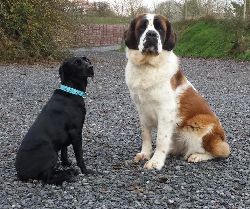 Hollybarn Dog Training listing image