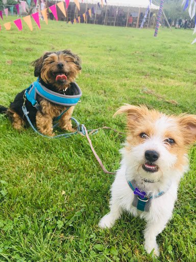 Holly's Hotel - Dog Boarding listing image