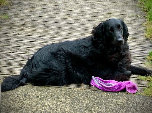 Hound Dog Hairdressing listing image