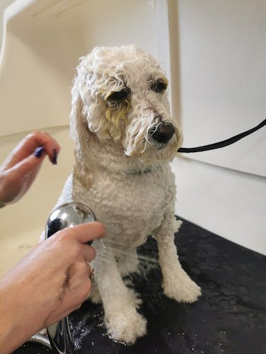 House of Hounds listing image