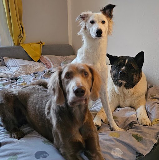 Ian4dogs Training listing image