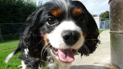 Irish Rosettes Pet Shop/the Pet Hotel listing image