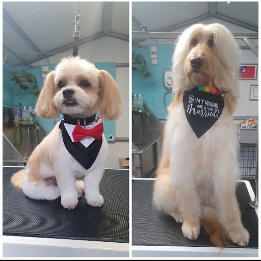 Isle of Dogs-grooming Studio listing image