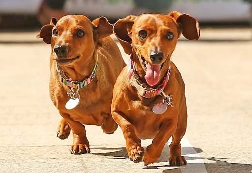 Jenkinstown Boarding Kennels listing image