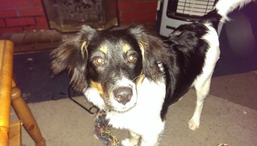 Jess's Pawfect Parlor listing image
