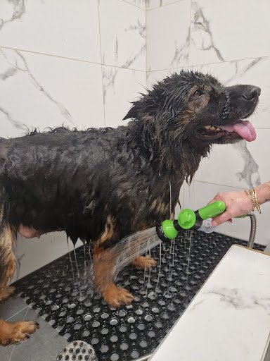 Julie Curtin Dog Grooming & Self Wash & Dog Accessories listing image