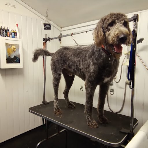 K9 Care Grooming and Training listing image