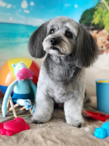 K9 Design Dog Grooming listing image
