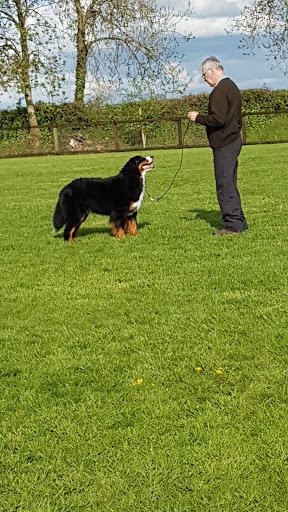 K9 Dog Training Services listing image