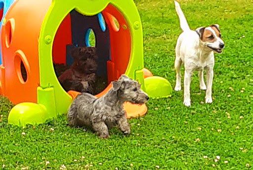 K9 Xpress listing image