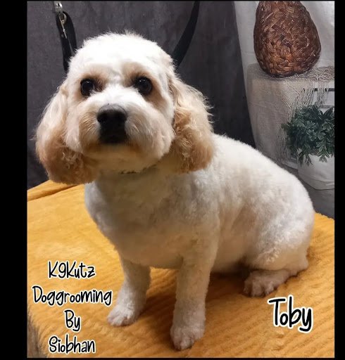 K9kutzdoggroomingbysiobhan listing image