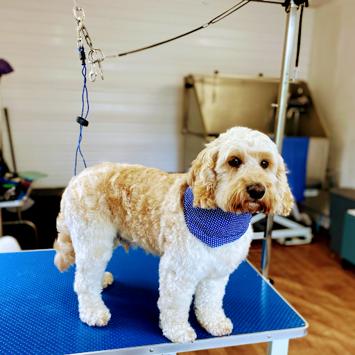 Kates K9 Grooming listing image