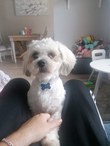 Katie's Pretty Paws Dog Grooming Salon listing image