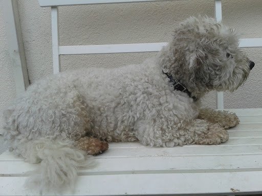 Keanesfield Pet Grooming listing image