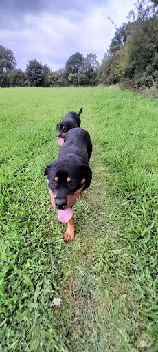Kildare Animal Foundation listing image