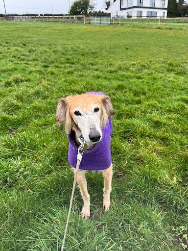 Kildare Boarding Kennels listing image