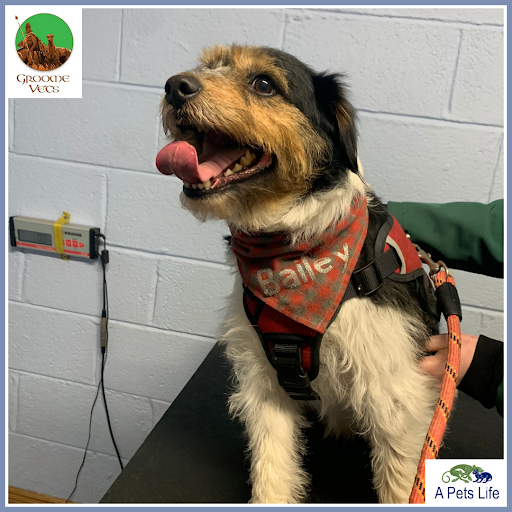 Kildare Veterinary Surgery listing image