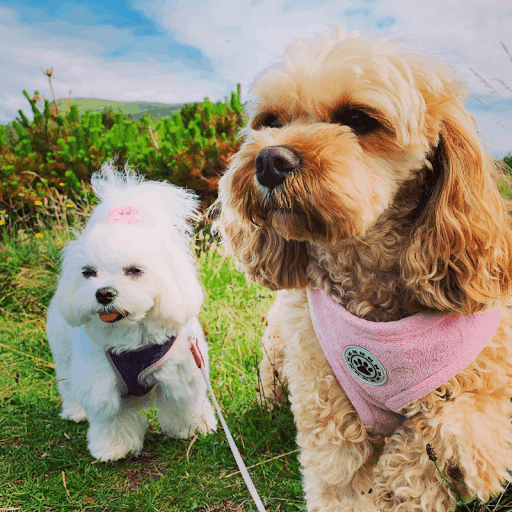 Knocknarea Pet Services listing image