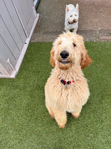 Lee Dog Daycare Dog Training and Dog Grooming listing image
