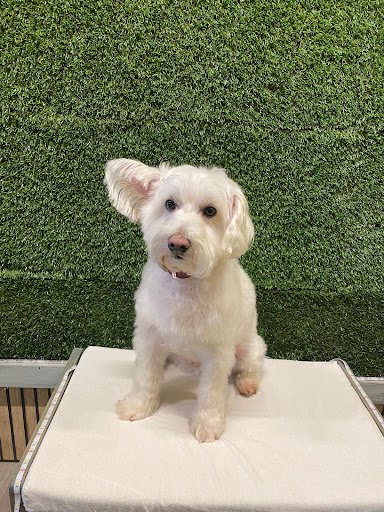 Leroy’s Barking World listing image