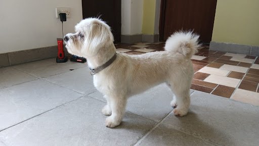 Leyla's Dog Grooming listing image