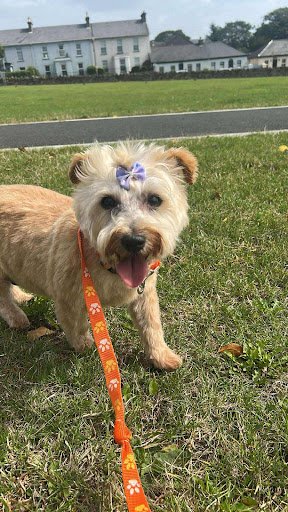 Lilla's Dog Grooming Salon listing image
