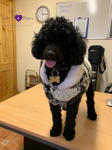Lilys 4 Paws listing image