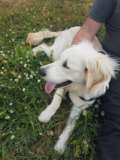 Little and Large Dog Boarding Kennels listing image