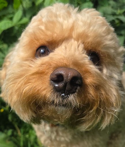 Little Delights Dog Boarding and Dog Walking Services - Blackrock listing image