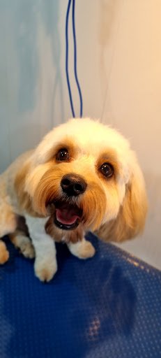 Little Paws listing image