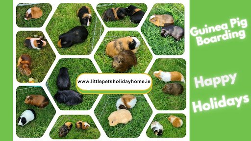 Little Pets Holiday Home Small Animal Boarding listing image