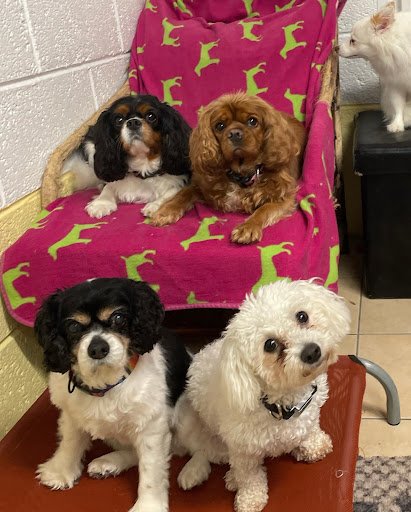 Little Rogues Dog Daycare & Grooming listing image