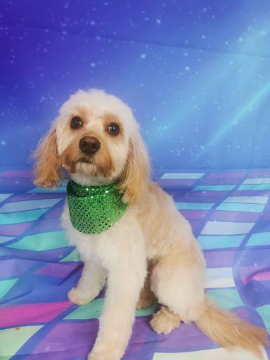 Love Fur Dogs Grooming Dundalk listing image