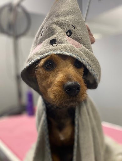Luxury Paws Grooming listing image