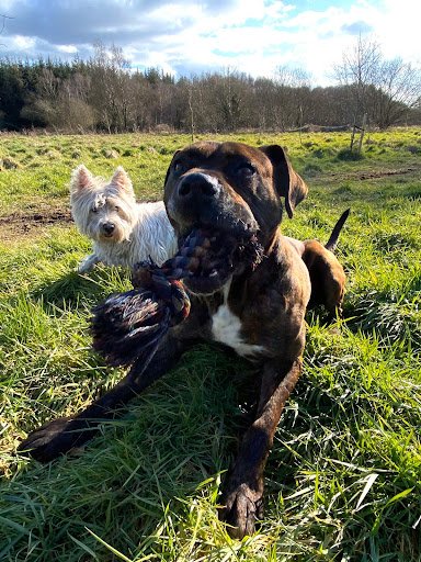 Lynset Boarding Kennels Cattery & Grooming Service listing image