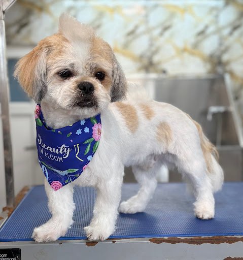 M&s Dog Groomers listing image