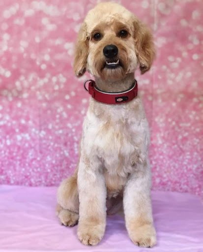 Madra Beag Dog Grooming listing image