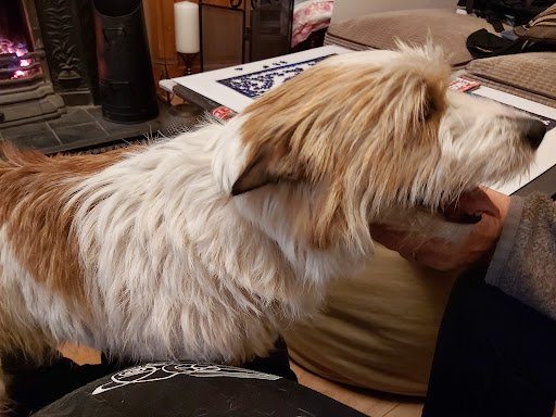 Madra - Mutts Anonymous Dog Rescue and Adoption listing image