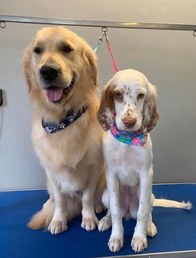 Magical Mutts Dog Grooming listing image