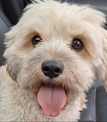 Mandy's Fairy Tails Doggie Day Care listing image