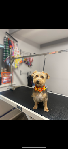 Manor Dog Grooming listing image