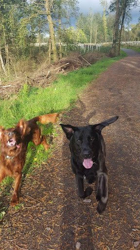 Marias Dog Care.dog Boarding/dog Walker/home From Home listing image