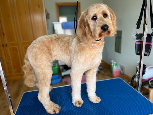 Matching Paws Dog Grooming listing image